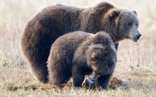 Bears