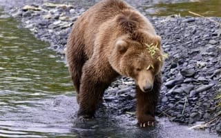 Kodiak Bear