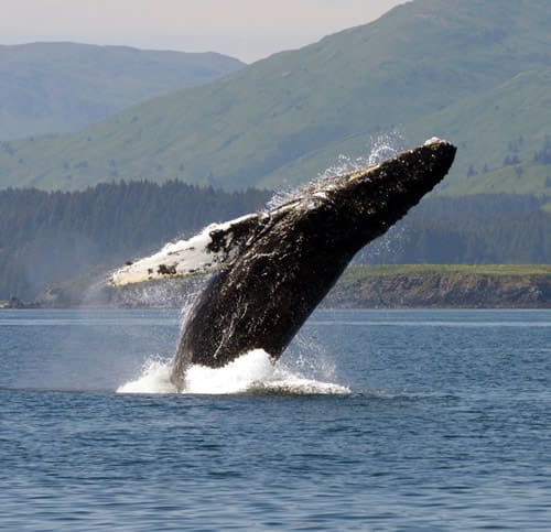 Humpback Whale
