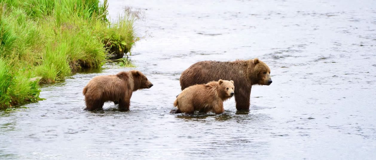 Bears Cubs2