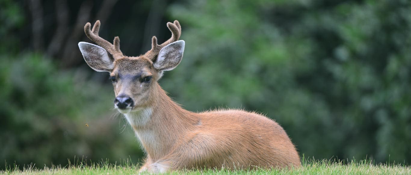 Blacktail 1 b