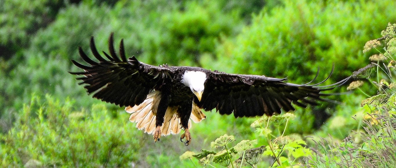 Eagle1 1 b
