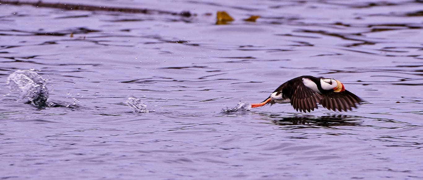 Puffinflying 1 b
