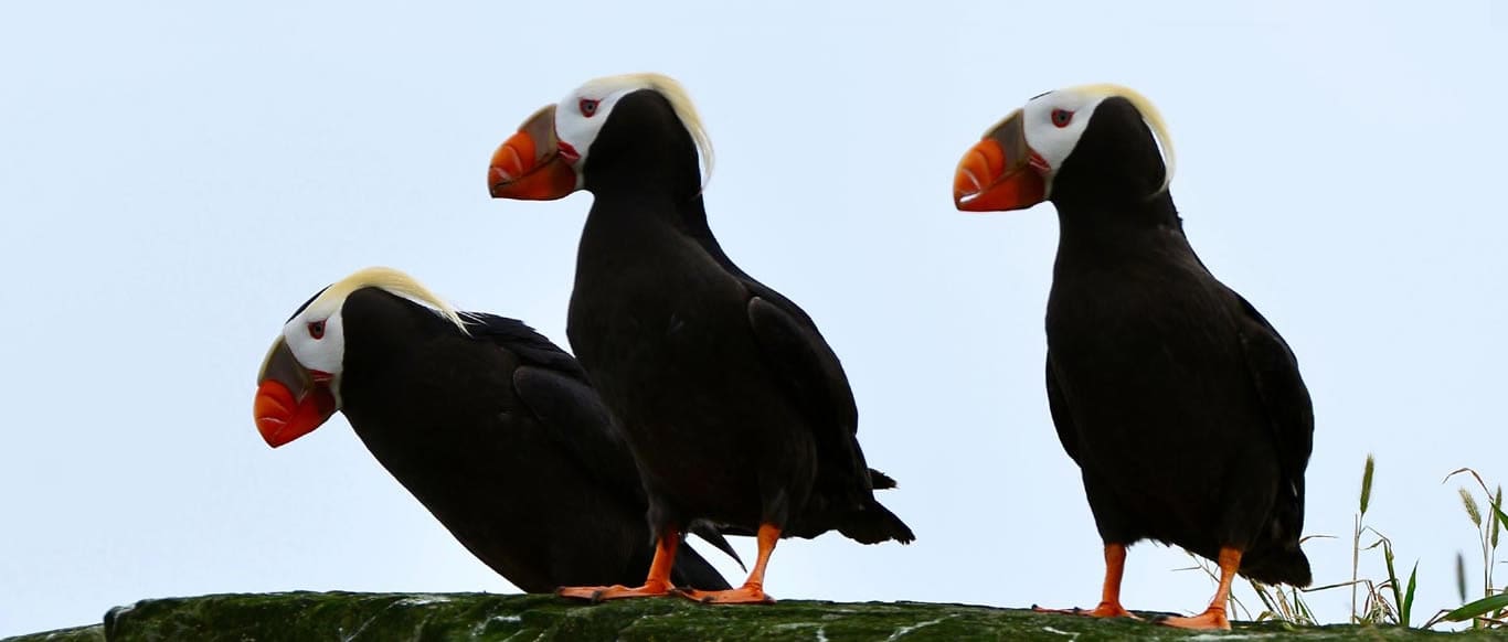 Puffins3 1 b2