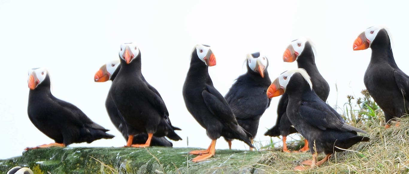 Puffins 1 b