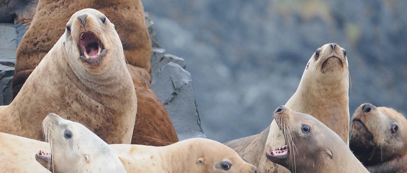 Sealions 1 b